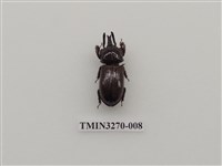 藏品(三叉角黑豔蟲)的圖片